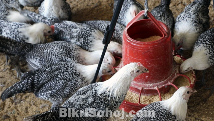 ফাওমি মুরগির বাচ্চা